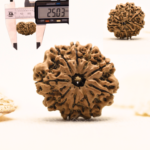 10 Mukhi Nepali Rudraksha - Large