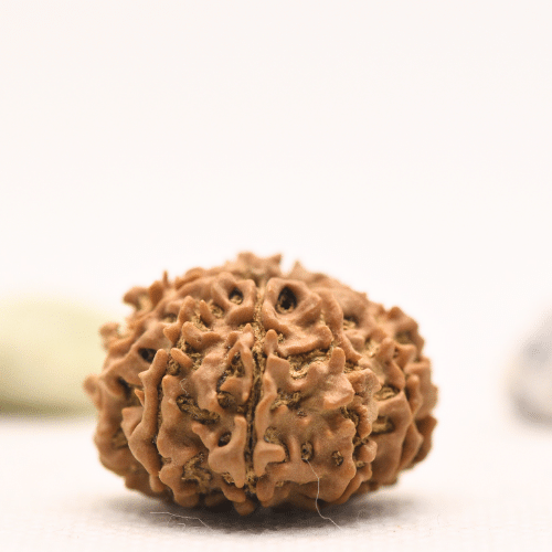10 Mukhi Nepali Rudraksha - Regular
