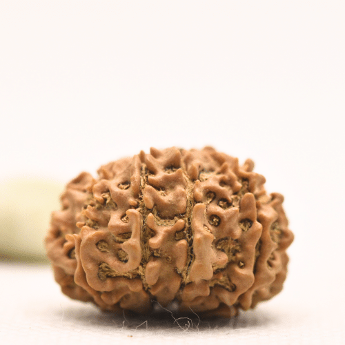 10 Mukhi Nepali Rudraksha - Regular