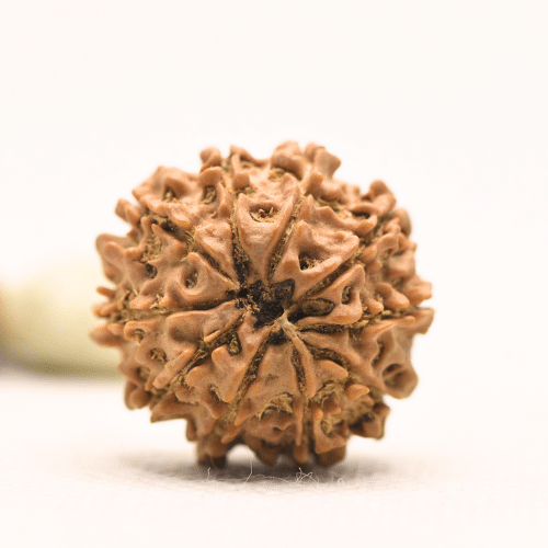 10 Mukhi Nepali Rudraksha - Regular