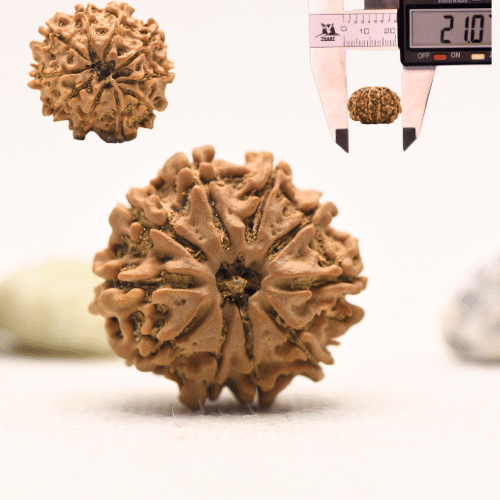 10 Mukhi Nepali Rudraksha - Regular