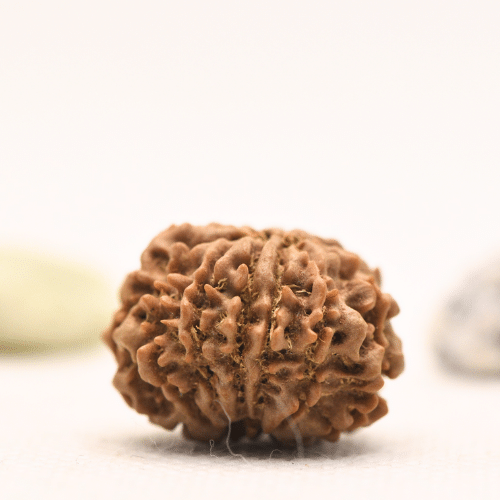 10 Mukhi Nepali Rudraksha - Regular