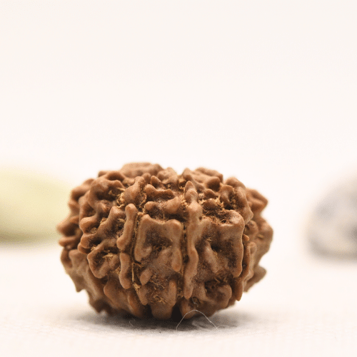 10 Mukhi Nepali Rudraksha - Regular