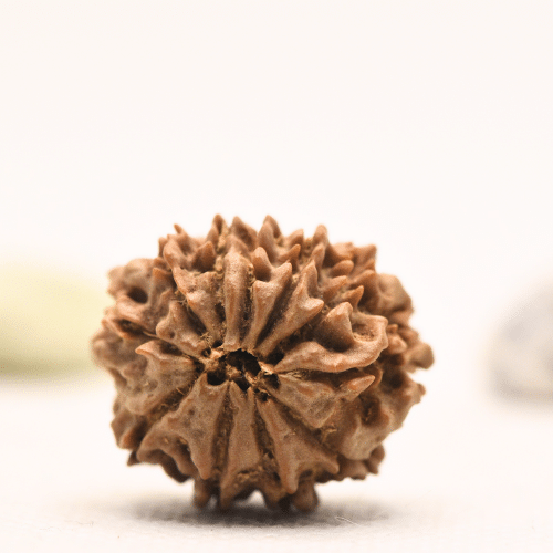 10 Mukhi Nepali Rudraksha - Regular