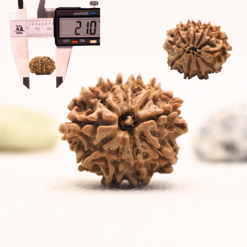 10 Mukhi Nepali Rudraksha - Regular
