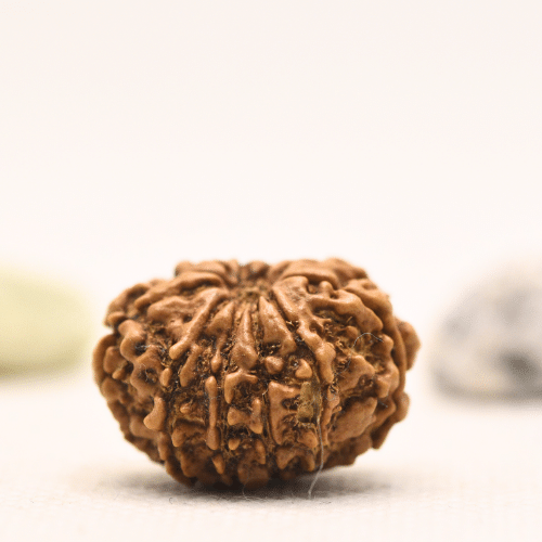 10 Mukhi Nepali Rudraksha - Regular
