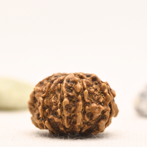 10 Mukhi Nepali Rudraksha - Regular