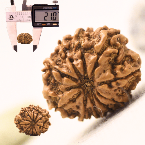 10 Mukhi Nepali Rudraksha - Regular