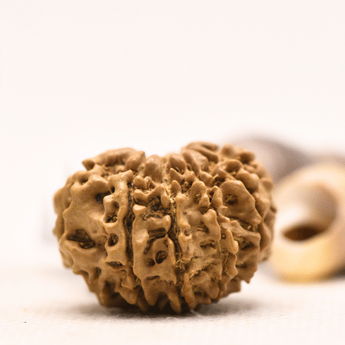 10 Mukhi Nepali Rudraksha - Regular