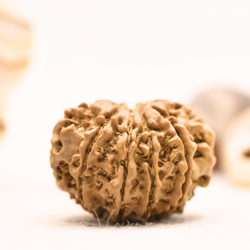 10 Mukhi Nepali Rudraksha - Regular