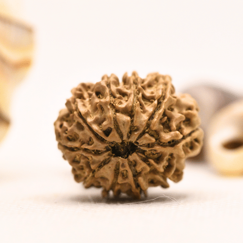 10 Mukhi Nepali Rudraksha - Regular