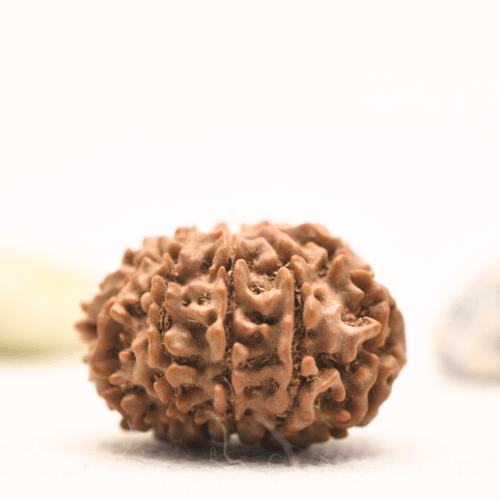 10 Mukhi Nepali Rudraksha - Regular