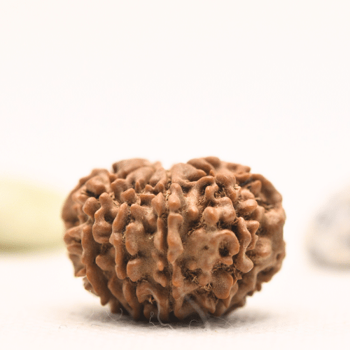 10 Mukhi Nepali Rudraksha - Regular