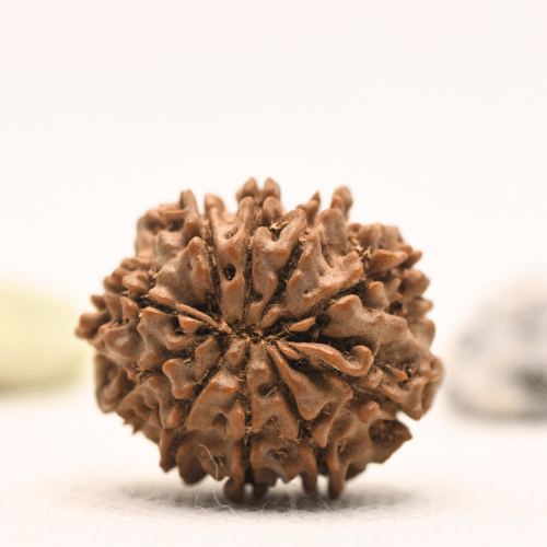 10 Mukhi Nepali Rudraksha - Regular
