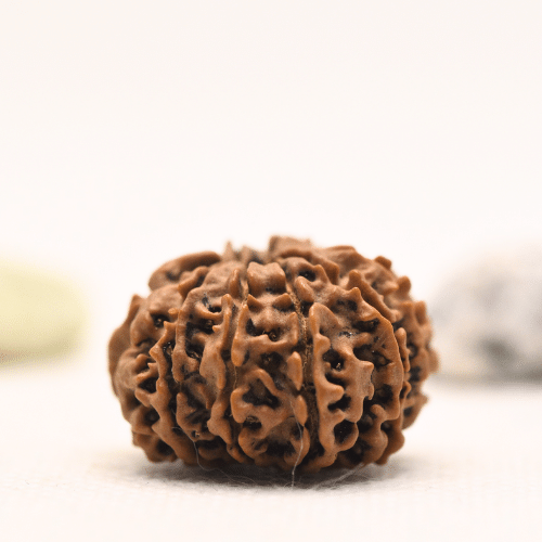 10 Mukhi Nepali Rudraksha - Regular