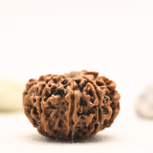 10 Mukhi Nepali Rudraksha - Regular