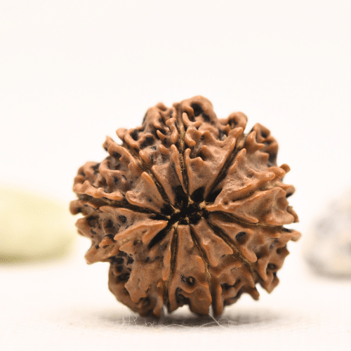 10 Mukhi Nepali Rudraksha - Regular