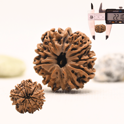 10 Mukhi Nepali Rudraksha - Regular