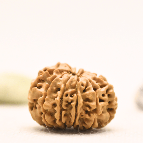 10 Mukhi Nepali Rudraksha - Regular