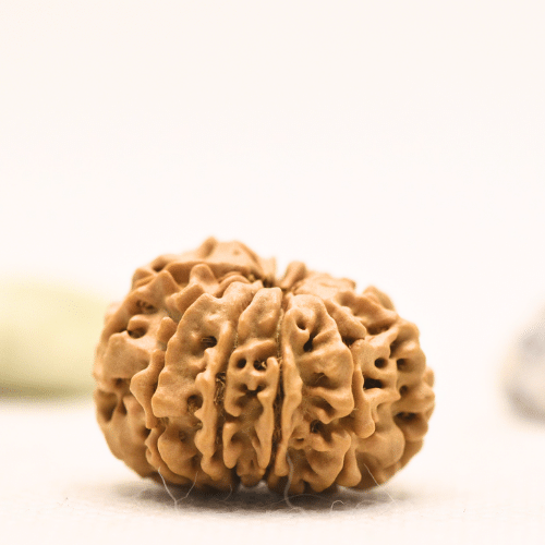 10 Mukhi Nepali Rudraksha - Regular