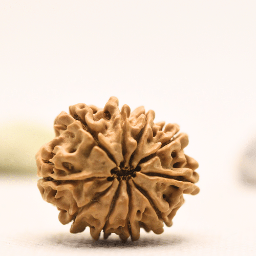 10 Mukhi Nepali Rudraksha - Regular