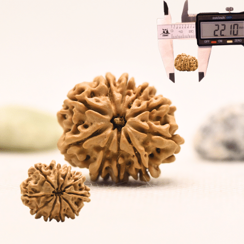 10 Mukhi Nepali Rudraksha - Regular