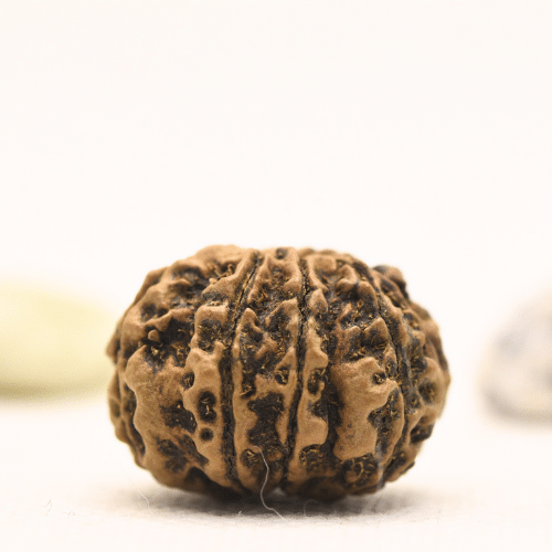 10 Mukhi Nepali Rudraksha - Regular