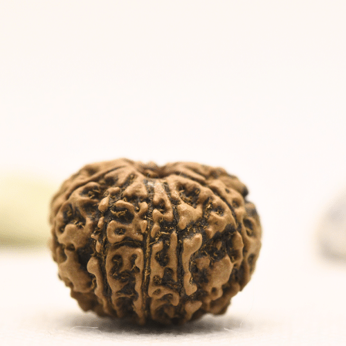 10 Mukhi Nepali Rudraksha - Regular