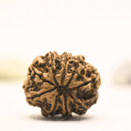 10 Mukhi Nepali Rudraksha - Regular