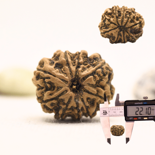 10 Mukhi Nepali Rudraksha - Regular