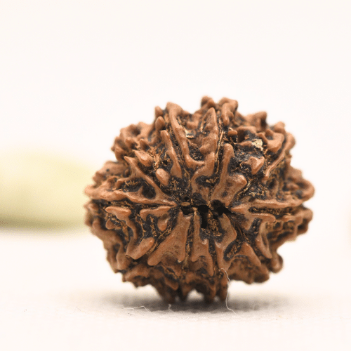 10 Mukhi Nepali Rudraksha - Regular