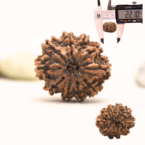 10 Mukhi Nepali Rudraksha - Regular