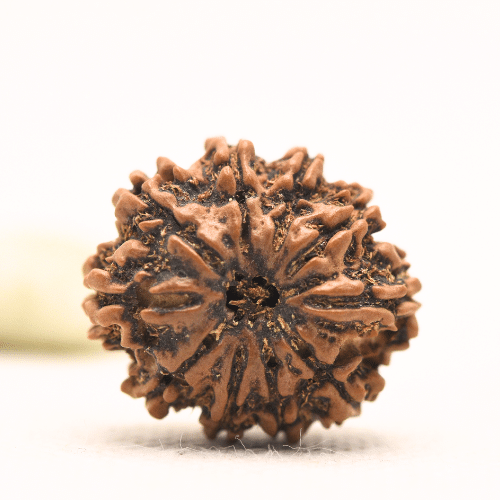 10 Mukhi Nepali Rudraksha - Regular