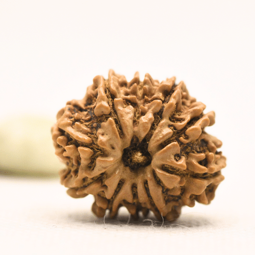 10 Mukhi Nepali Rudraksha - Regular