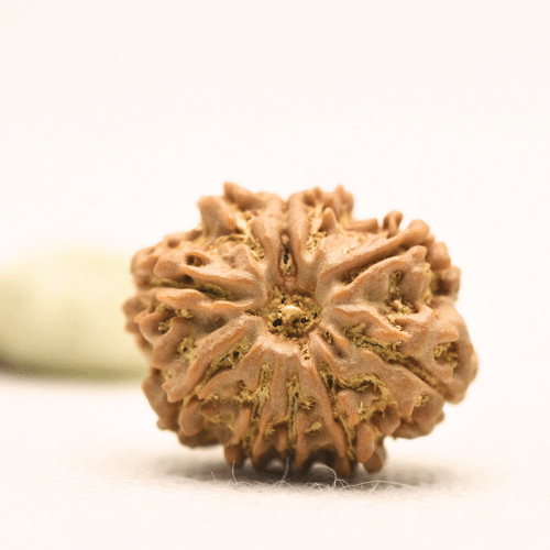 10 Mukhi Nepali Rudraksha - Regular