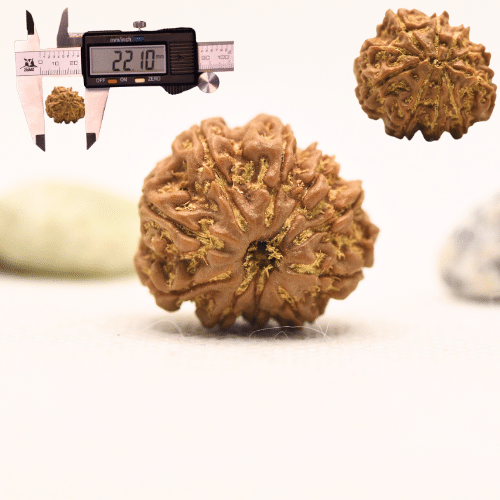 10 Mukhi Nepali Rudraksha - Regular