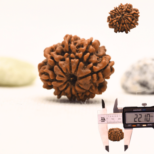 10 Mukhi Nepali Rudraksha - Regular