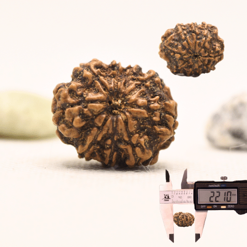 10 Mukhi Nepali Rudraksha - Regular