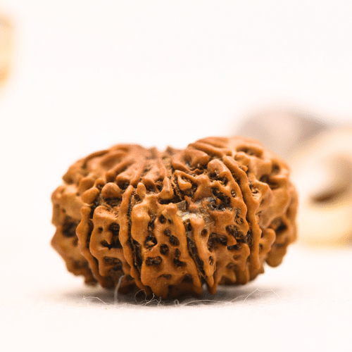 10 Mukhi Nepali Rudraksha - Regular