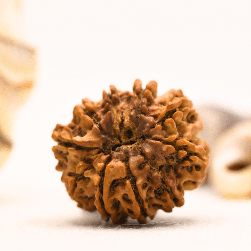10 Mukhi Nepali Rudraksha - Regular