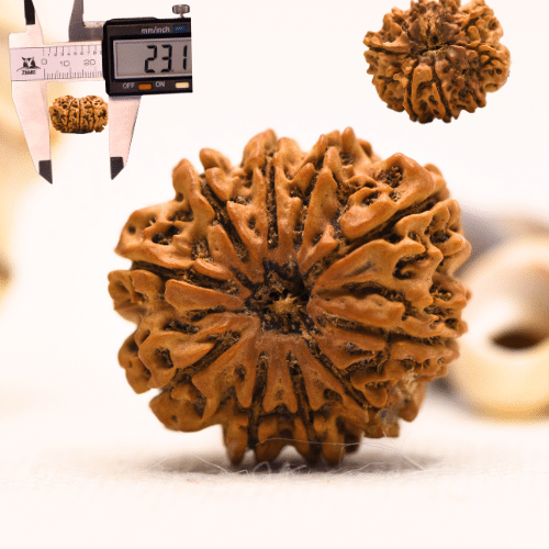 10 Mukhi Nepali Rudraksha - Regular