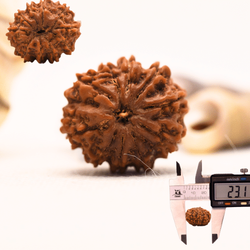 10 Mukhi Nepali Rudraksha - Regular