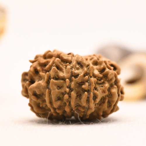 10 Mukhi Nepali Rudraksha - Regular