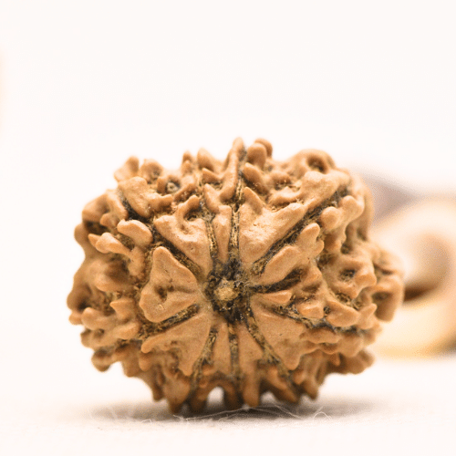 10 Mukhi Nepali Rudraksha - Regular