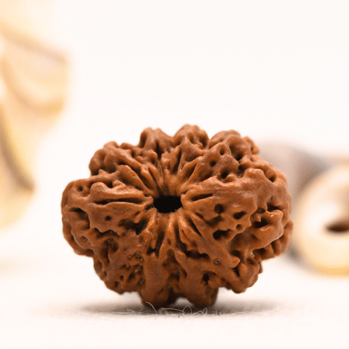 10 Mukhi Nepali Rudraksha - Regular