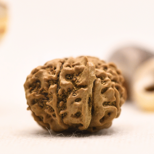 10 Mukhi Nepali Rudraksha - Regular