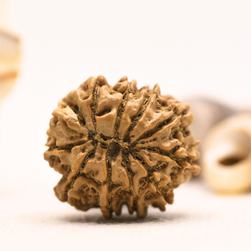 10 Mukhi Nepali Rudraksha - Regular