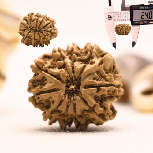 10 Mukhi Nepali Rudraksha - Regular