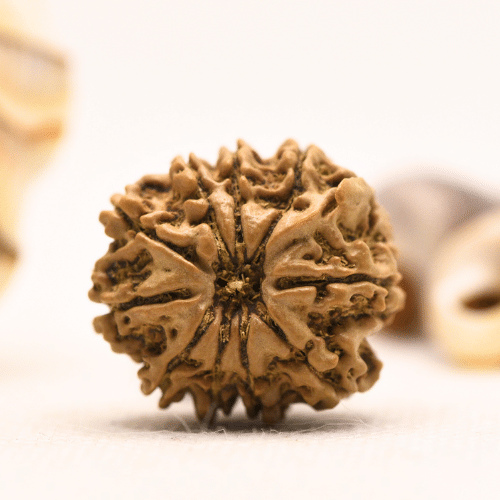 10 Mukhi Nepali Rudraksha - Regular