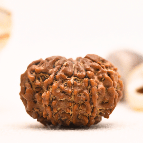 10 Mukhi Nepali Rudraksha - Regular